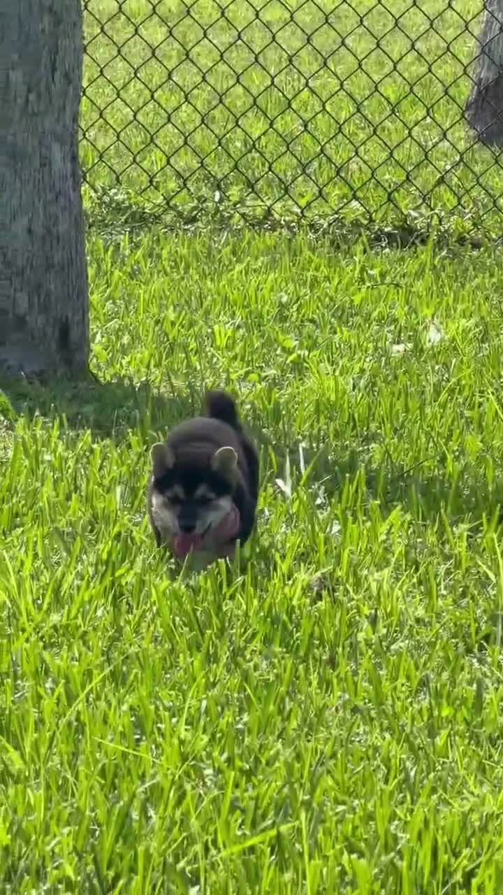 Shiba Inu dogs for sale: Shiba Inu 5 - Video 1