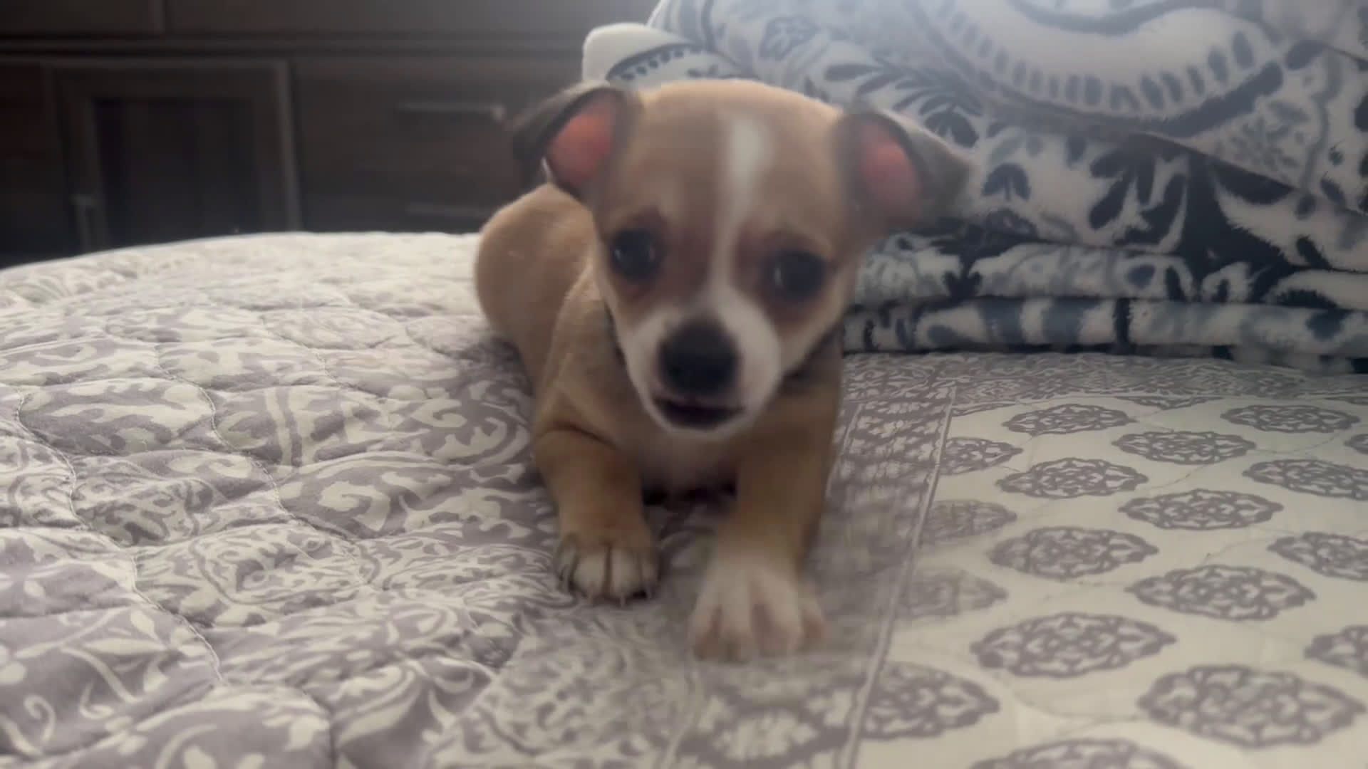 Chihuahua dogs for sale: Batova  - Video 1