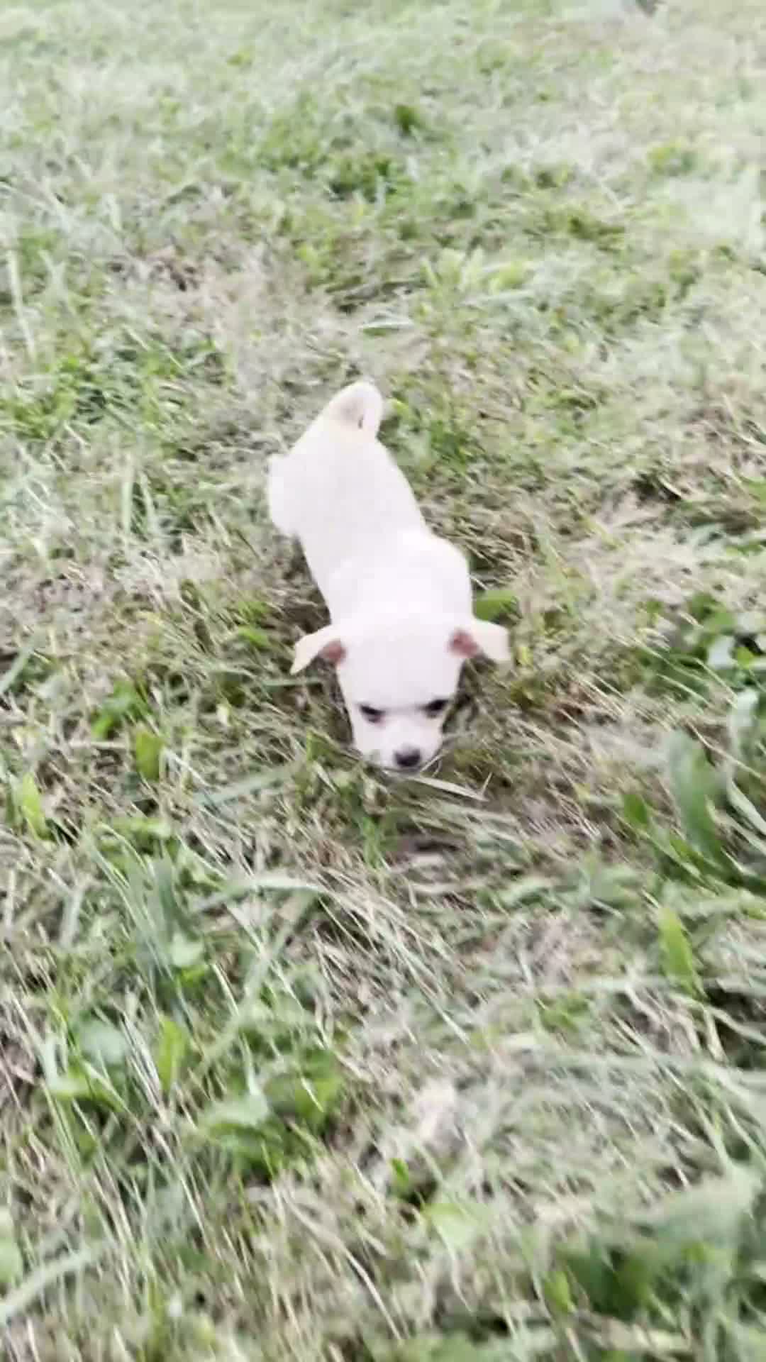 Chihuahua dogs for sale: Junior - Video 1