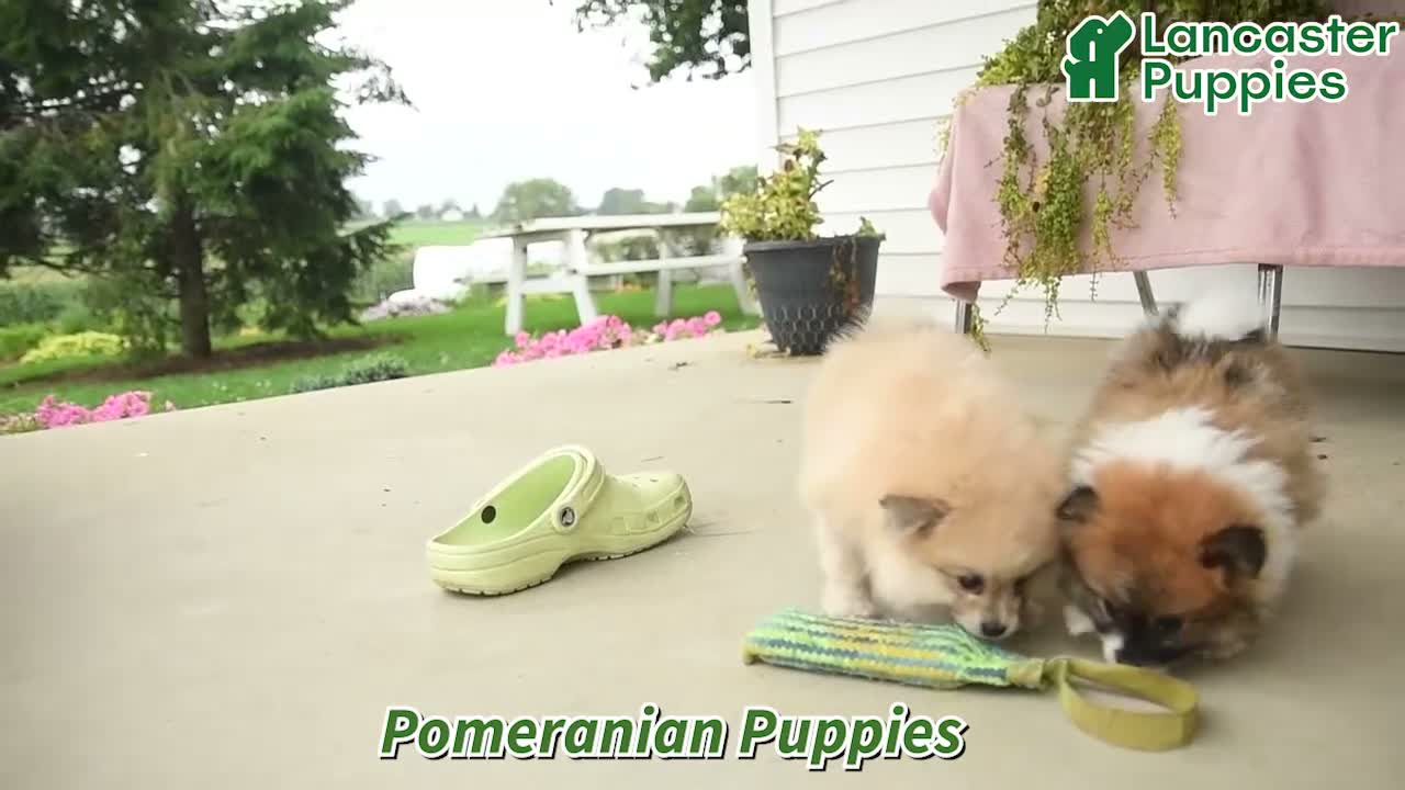 Pomeranian dogs for sale: Sandi - Video 1