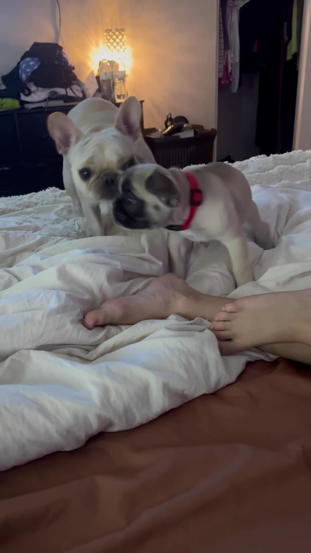 French Bulldog dogs for sale: Poppy Playtime  - Video 1