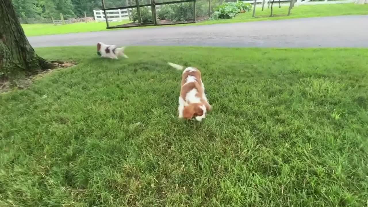 Cavalier King Charles Spaniel dogs for sale: Devon - Video 1