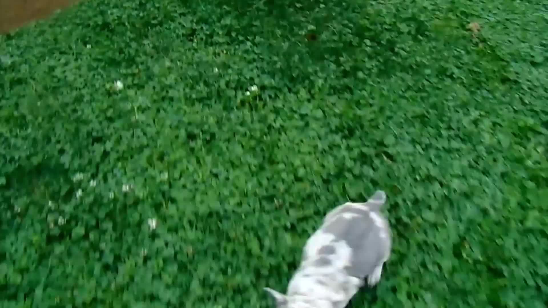 French Bulldog dogs for sale: Twinkle - Video 1
