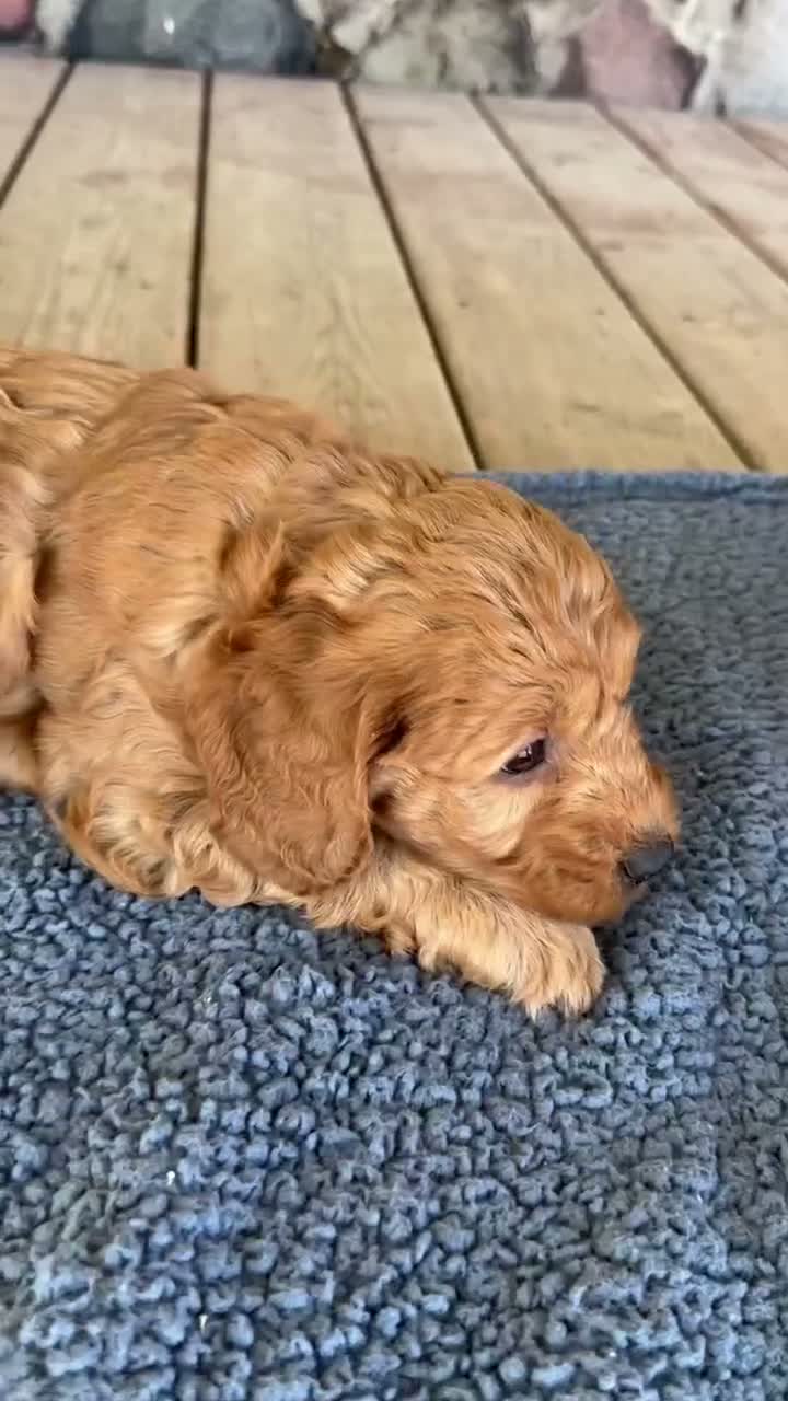 Mini Goldendoodle dogs for sale: Bud - Video 1