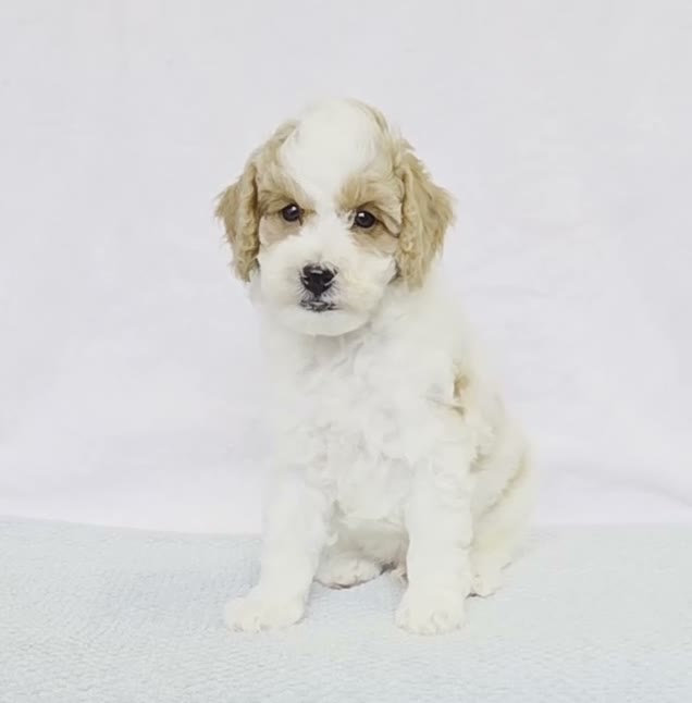 Cavapoo dogs for sale: Donut - Video 1