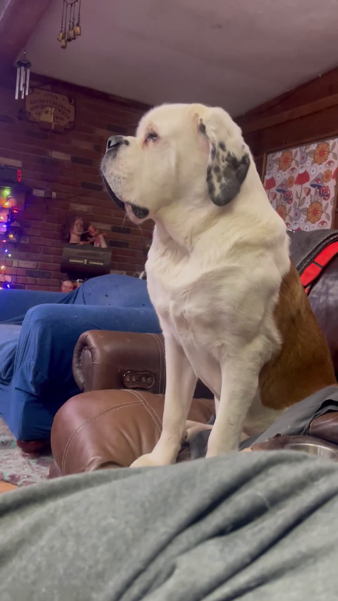 Saint Bernard dogs for sale: Saint Bernard Puppy 1 - Video 1