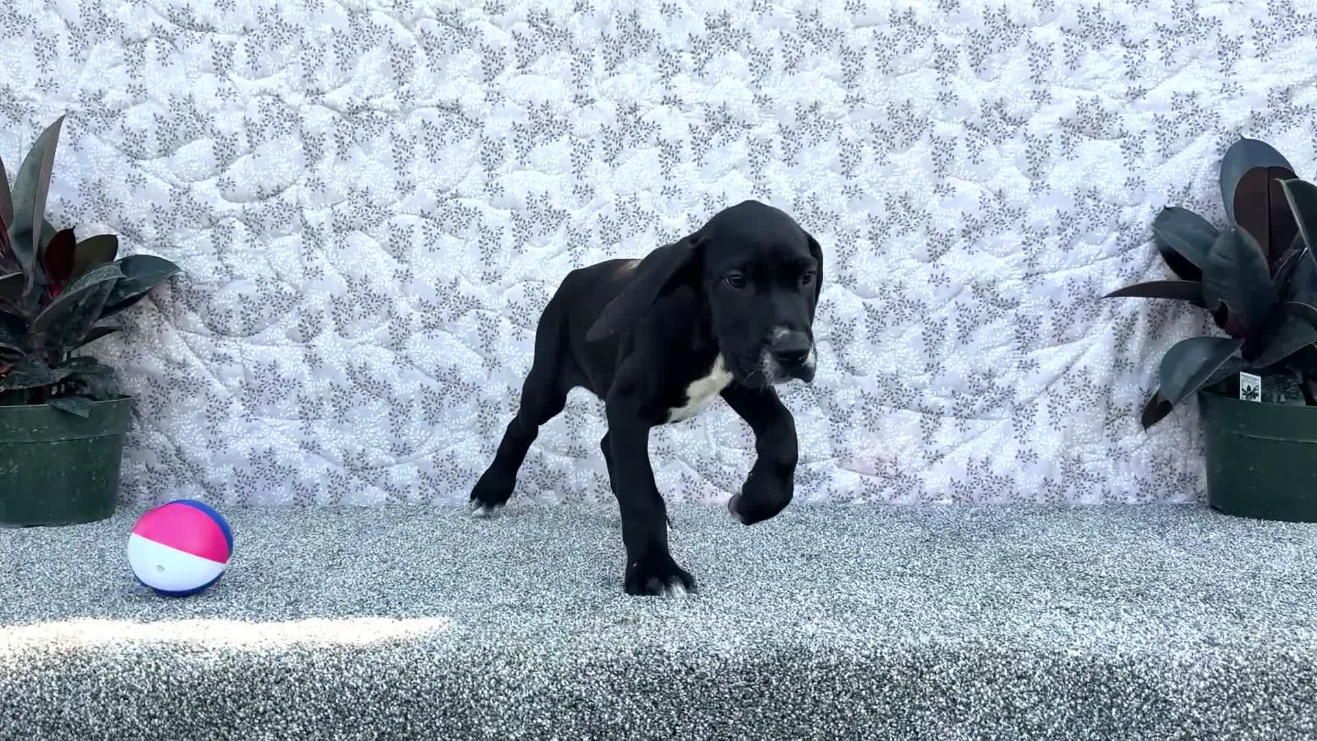 Great Dane dogs for sale: Bruce - Video 1