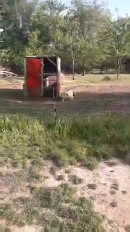 Border Collie dogs for sale: I-dog - Video 1