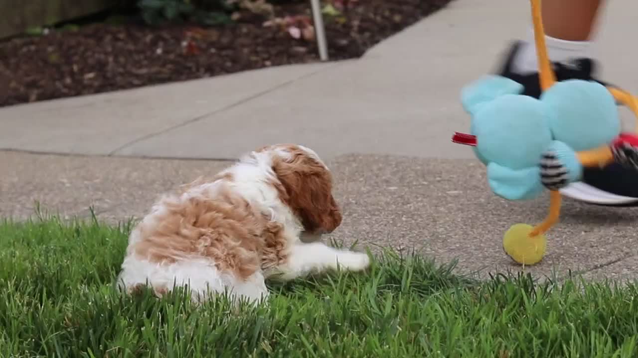 Cavapoo dogs for sale: Gracie - Video 1