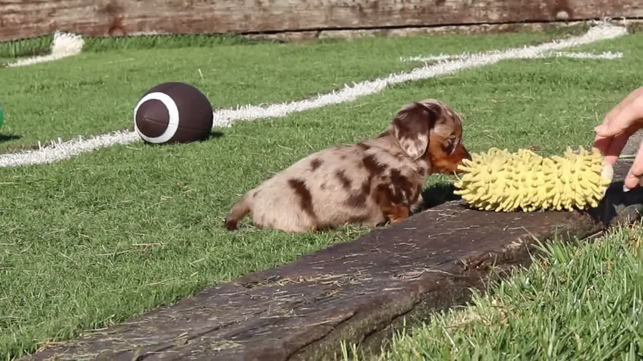 Miniature Dachshund dogs for sale: Leo - Video 1
