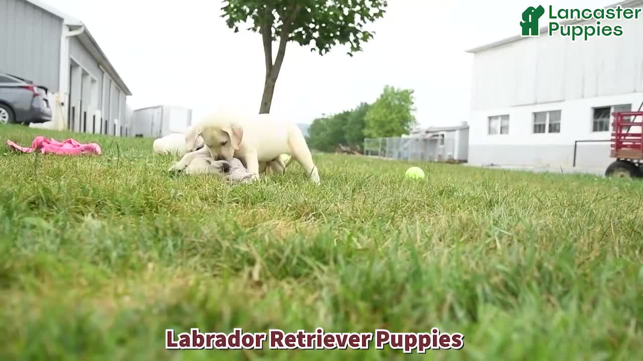 Labrador Retriever dogs for sale: Dozer - Video 1