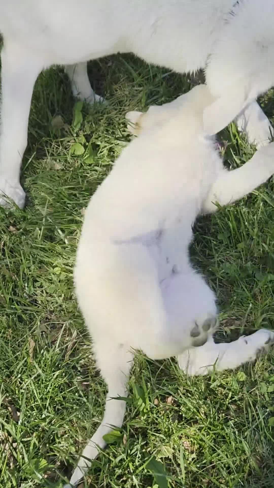 German Shepherd dogs for sale: White German Shepherd Puppy - Pink - Video 1