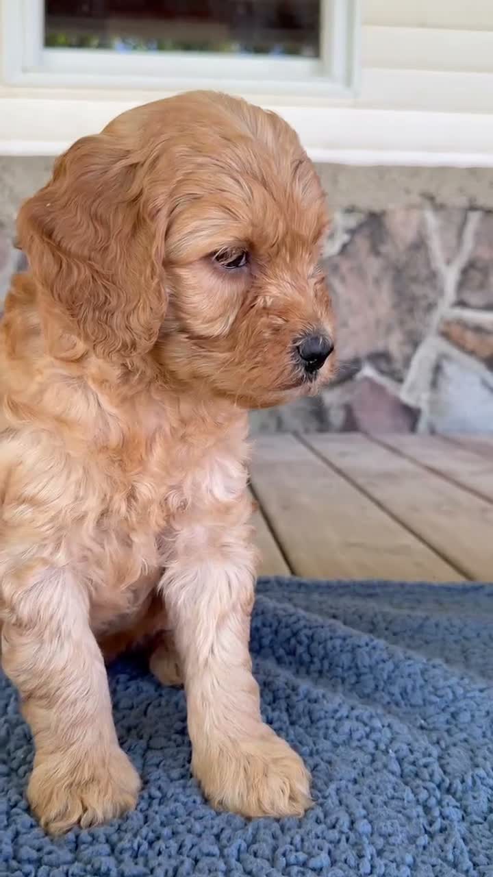 Mini Goldendoodle dogs for sale: Sam  - Video 1