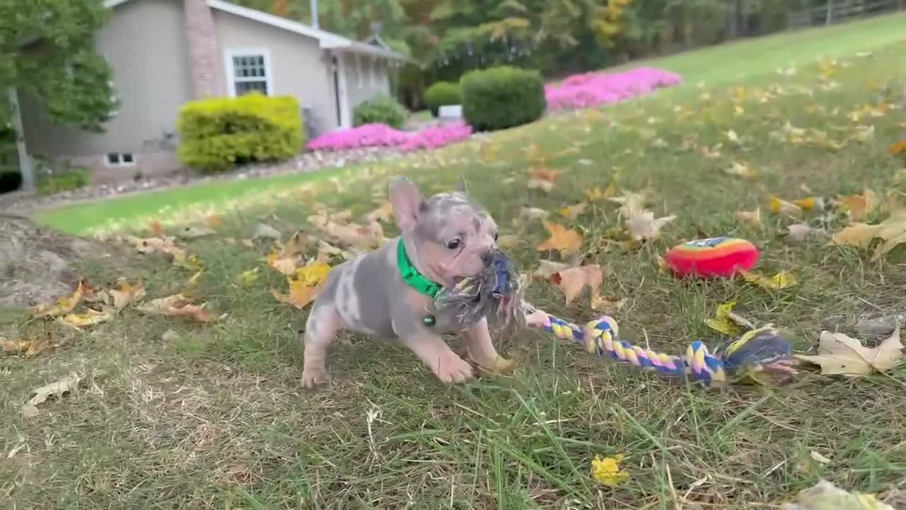 French Bulldog dogs for sale: Bella Rose 🌹  - Video 1