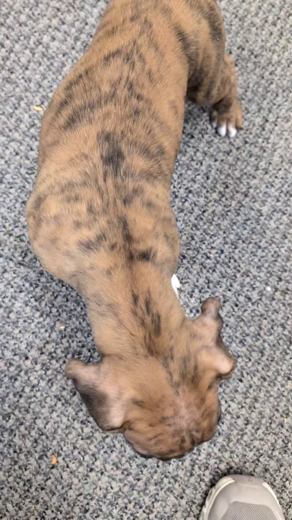 Boxer dogs for sale: Falcon - Video 1