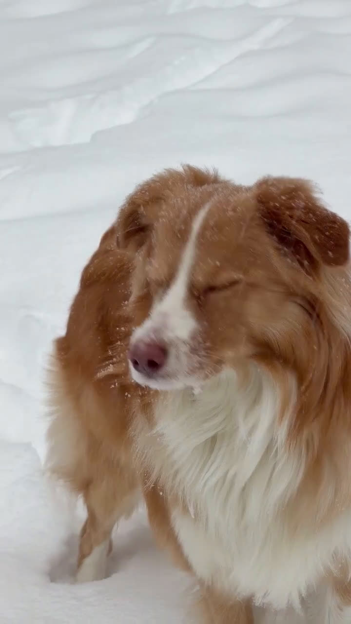 Australian Shepherd dogs for stud: Zeus  - Video 1