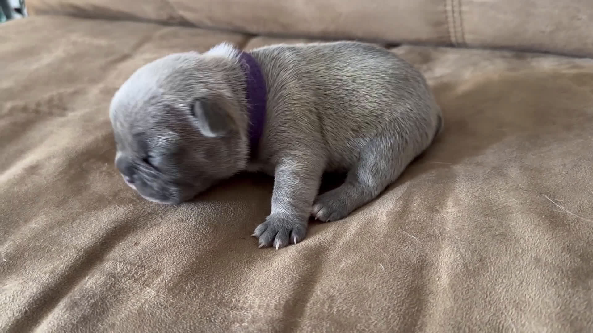 French Bulldog dogs for sale: French Bulldog Puppy 4 - Video 1