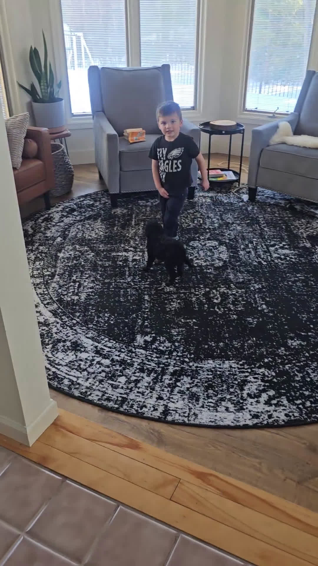 Mini Bernedoodle dogs for sale: Jack - Video 1