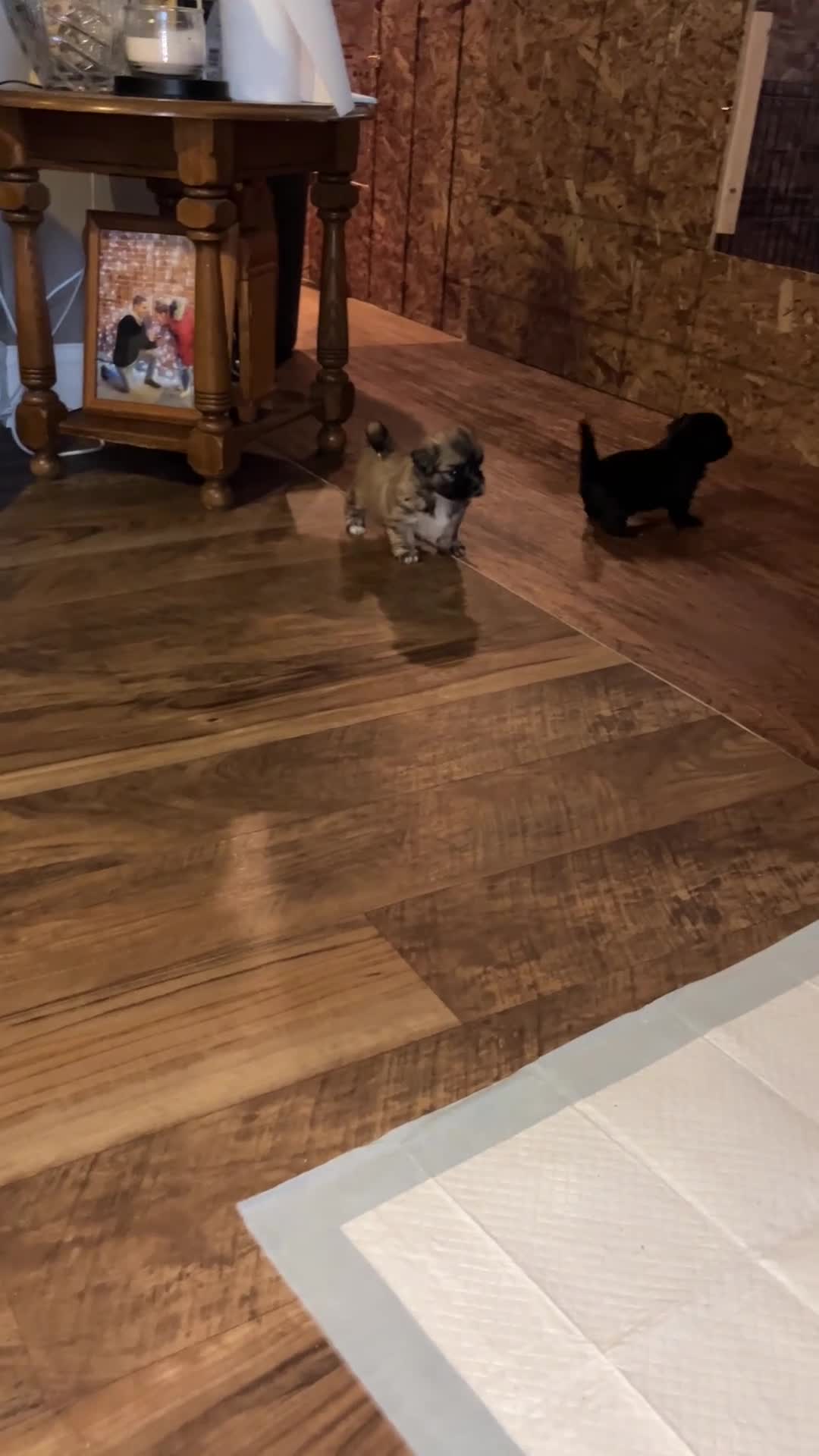 Shih Tzu dogs for sale: Coco - Video 1