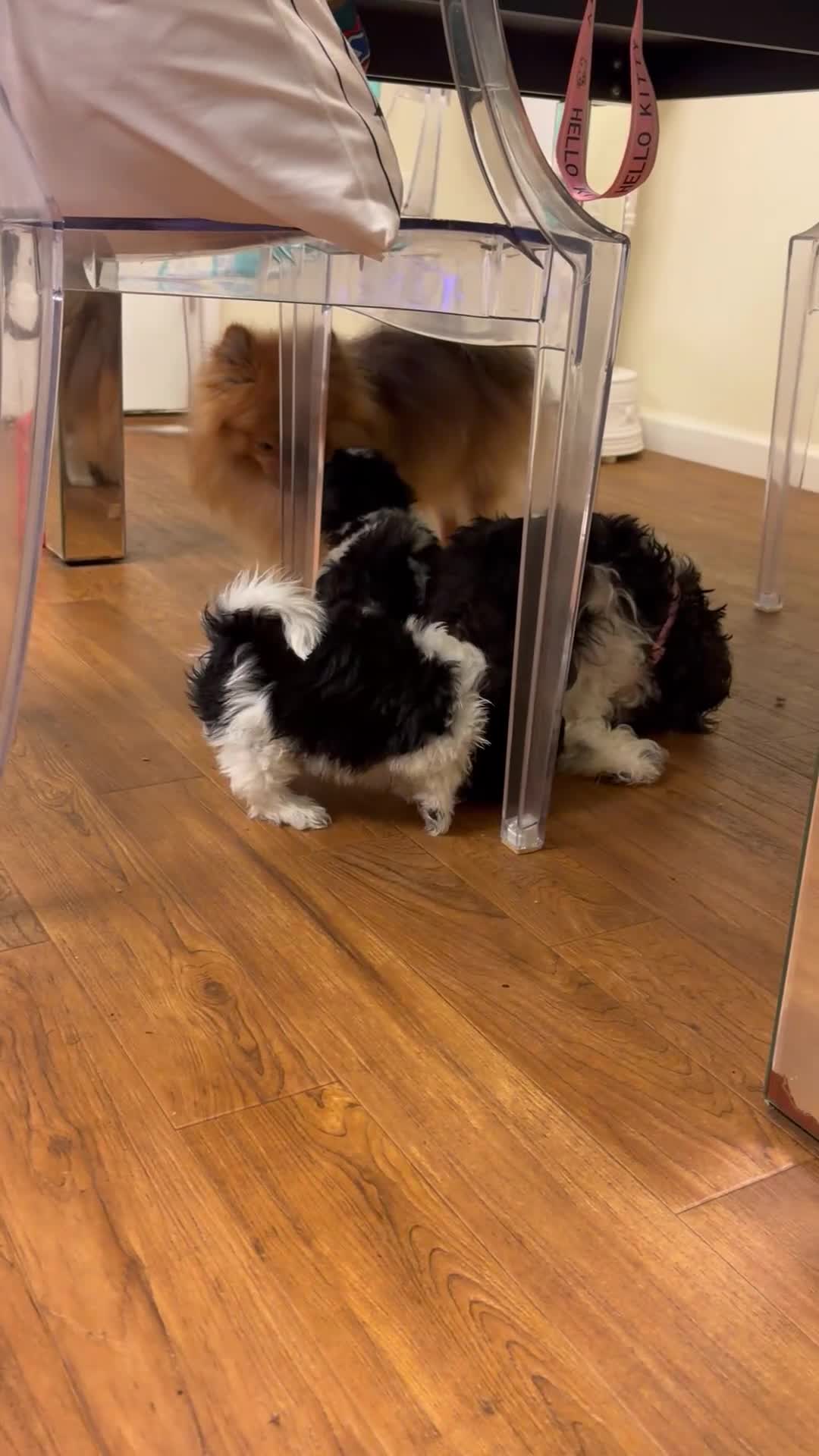 Mixed Breed dogs for sale: Mixed Breed 1 - Video 1