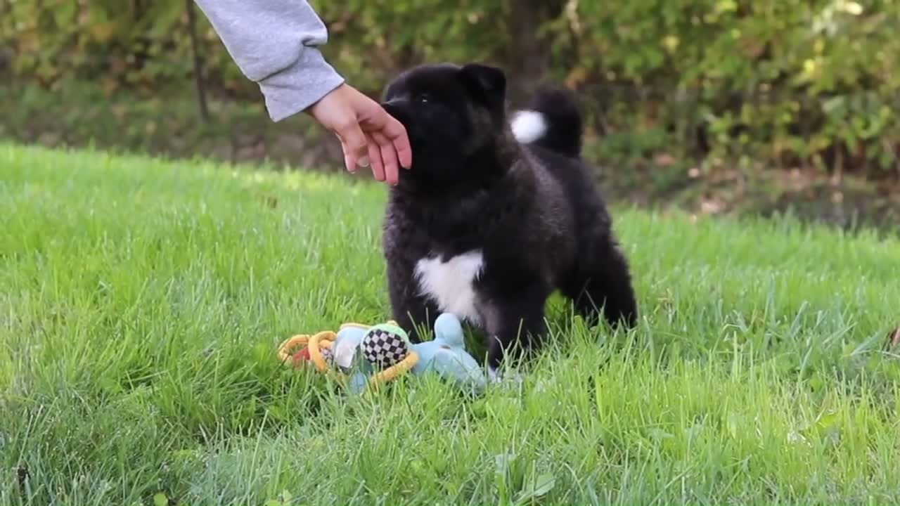 Akita dogs for sale: Nova - Video 2