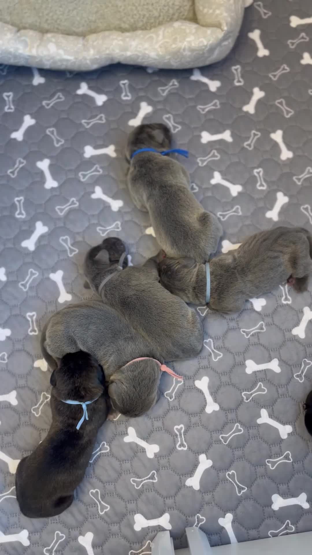 Cane Corso dogs for sale: Zayn - Video 3