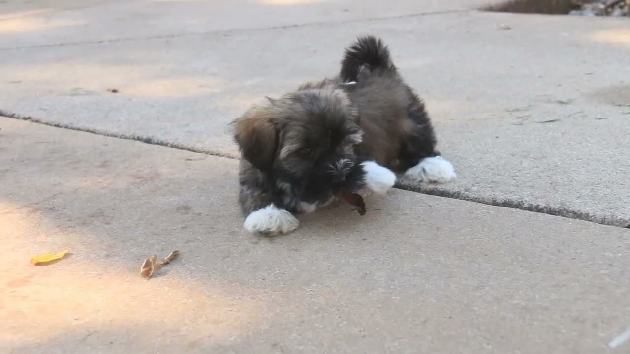 Havanese dogs for sale: Blitz Havanese  - Video 1