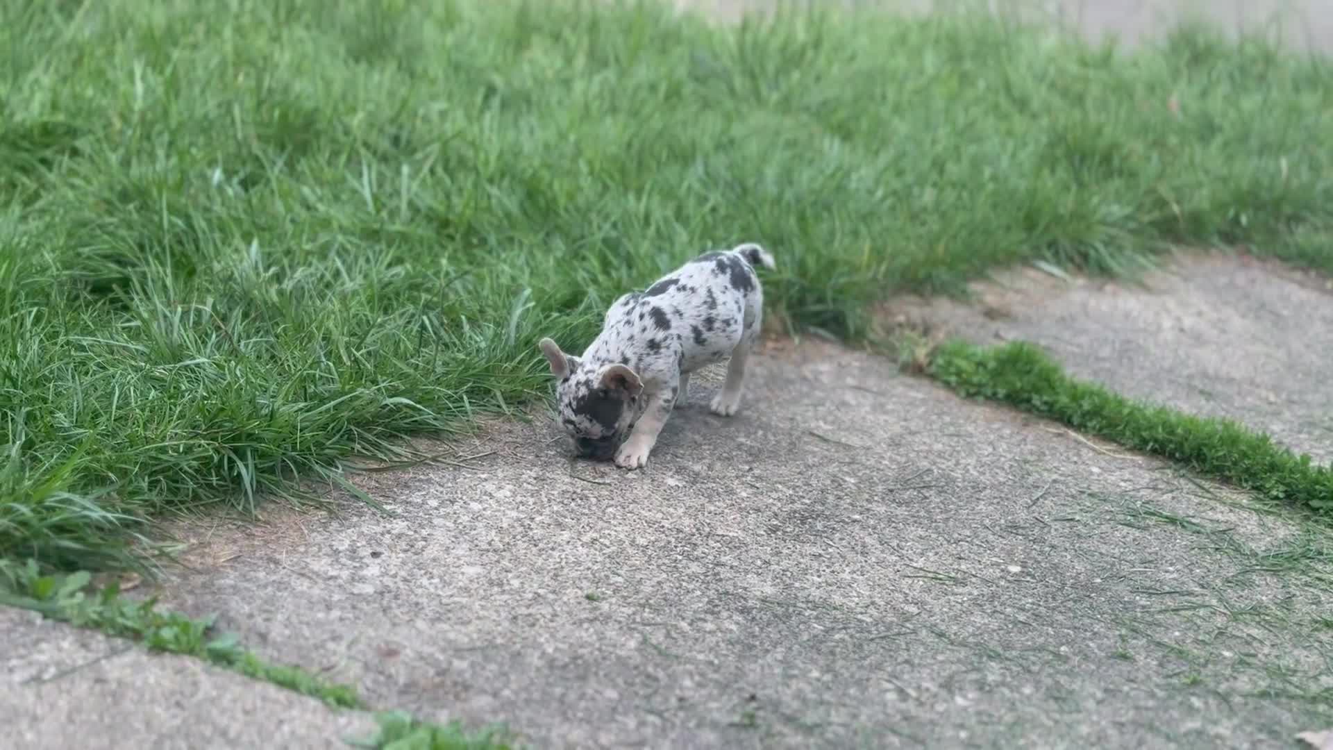 French Bulldog dogs for sale: Nico Poco - Video 1