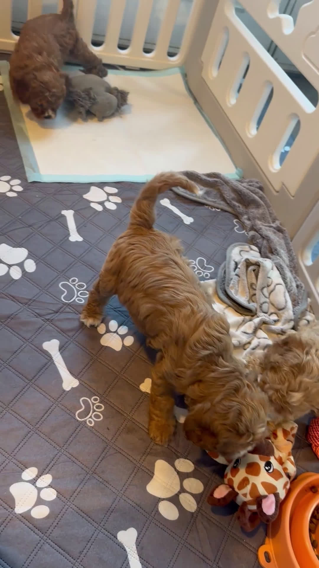 Cavapoo dogs for sale: Cavapoo Puppy 2 - Video 1