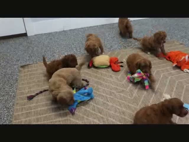 Mini Goldendoodle dogs for sale: Libby - Video 1