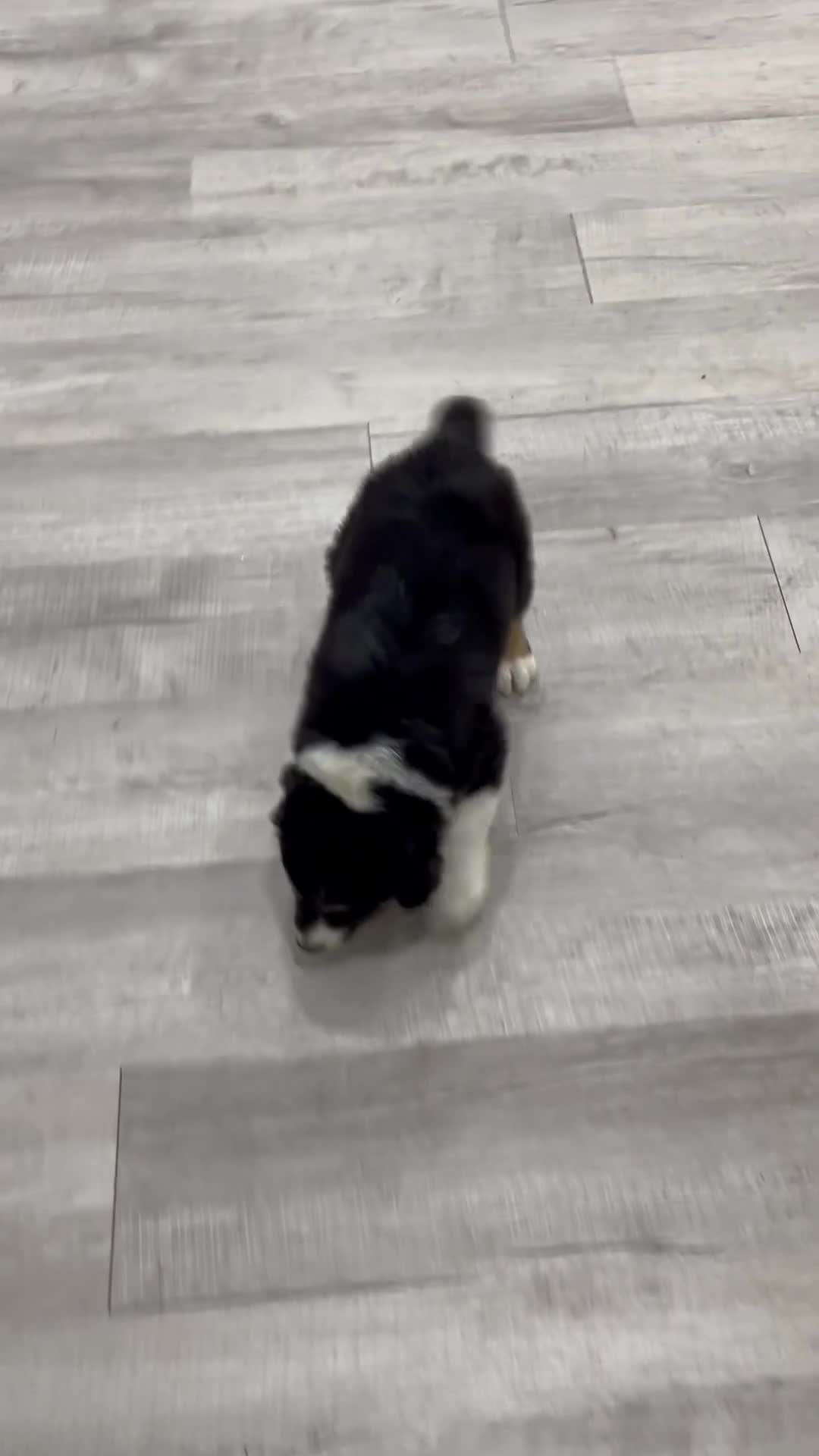 Australian Shepherd dogs for sale: Sandy - Video 1