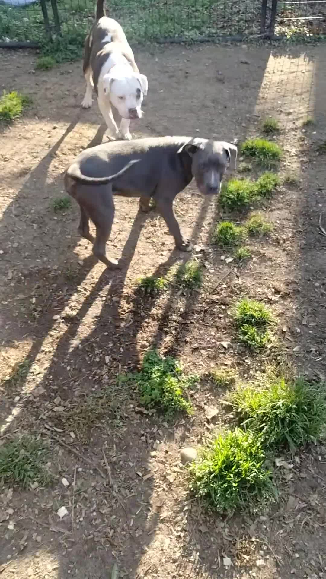 American Bully dogs for sale: Johnathan - Video 1