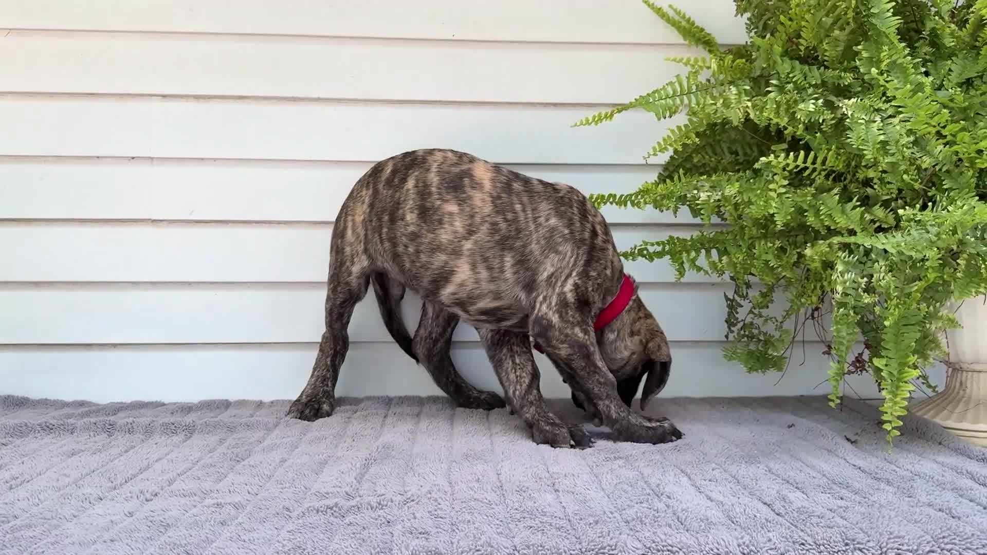 English Mastiff dogs for sale: Max - Video 1
