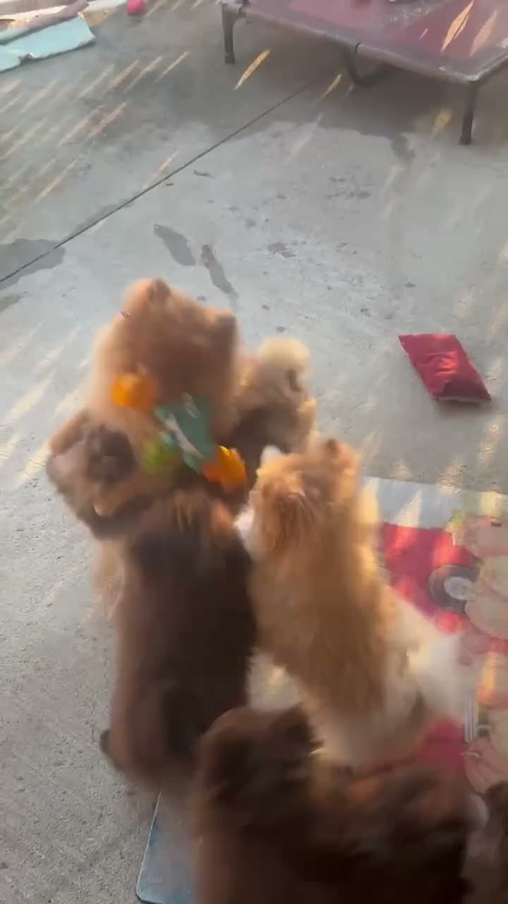 Pomeranian dogs for sale: Chocolate mousse - Video 1