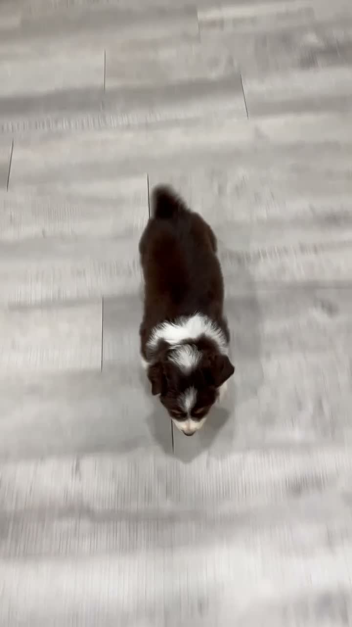 Australian Shepherd dogs for sale: Bella - Video 1