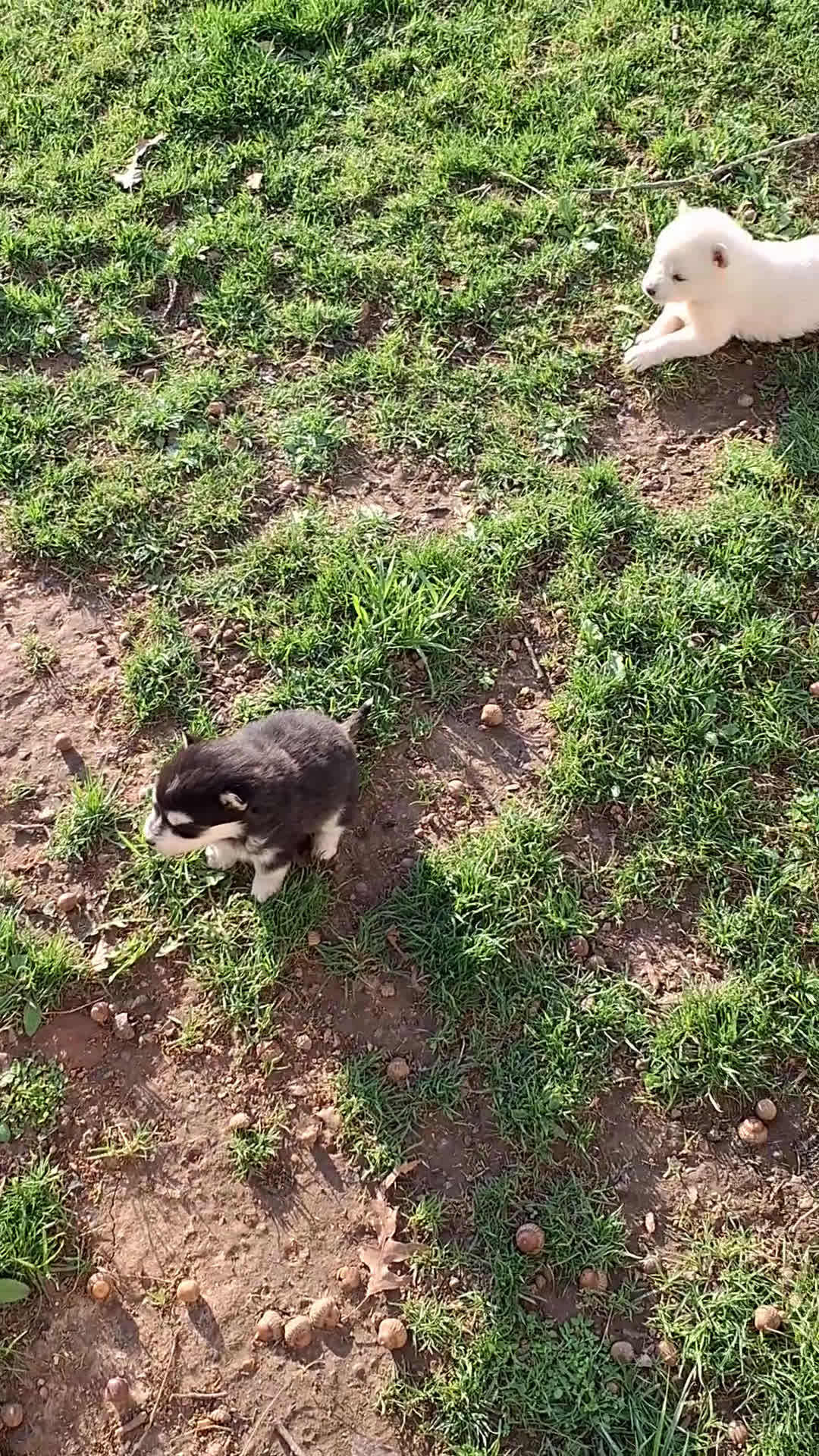 Pomsky dogs for sale: Darci - Video 1