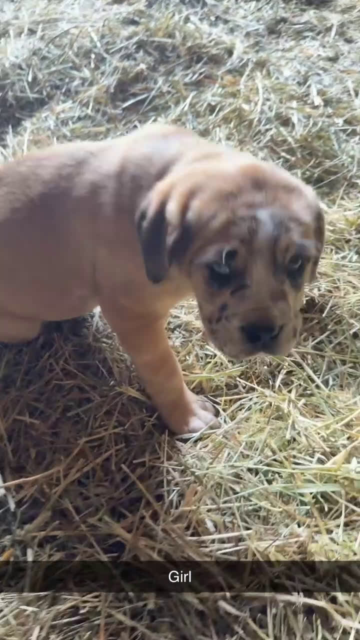 English Mastiff dogs for sale: English Mastiff Puppy 4 - Video 1