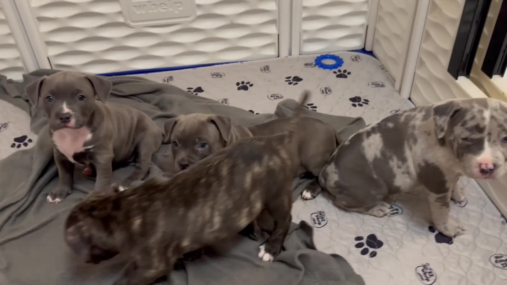 American Bully dogs for sale: Star, blue female w/ white snip - Video 1