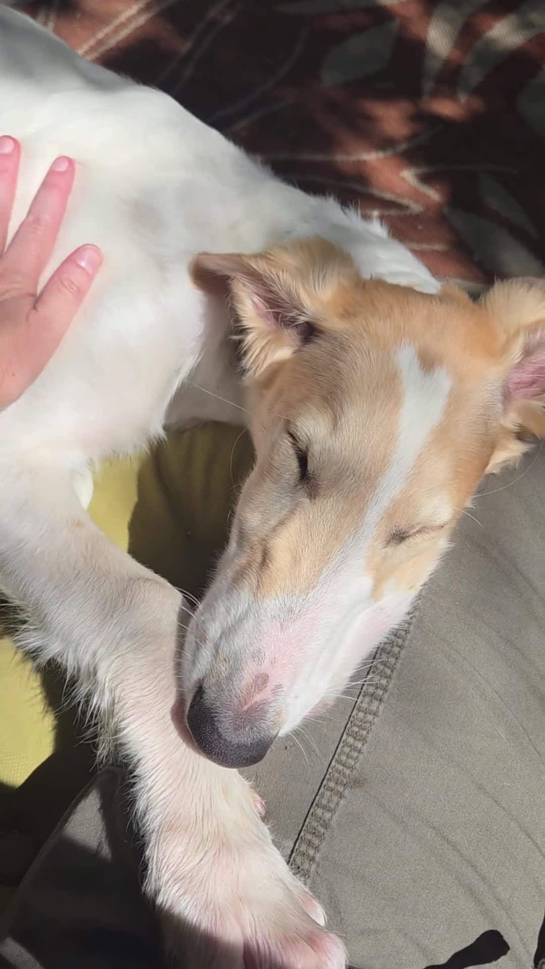 Borzoi dogs for sale: Victor - Video 5