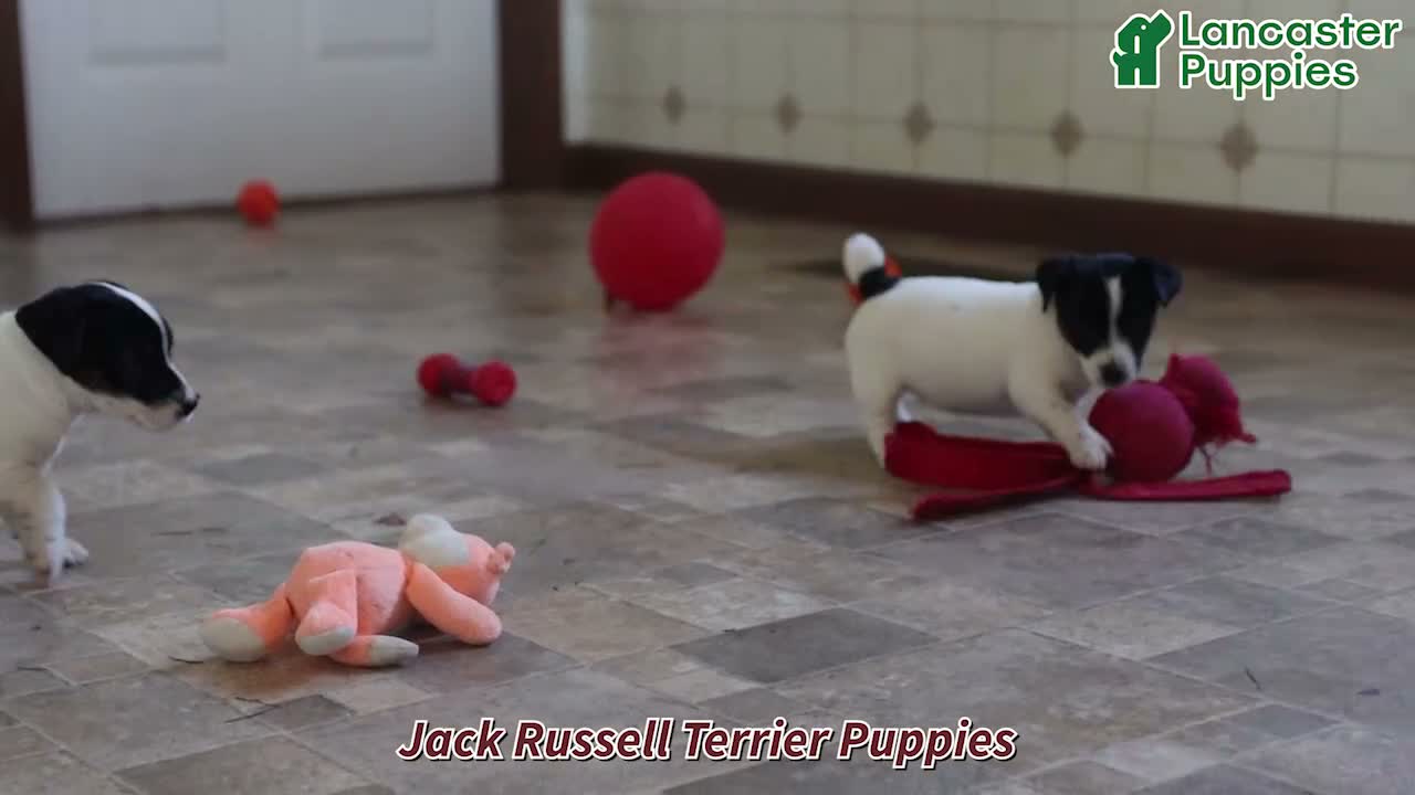 Jack Russell Terrier dogs for sale: Beauty - Video 1
