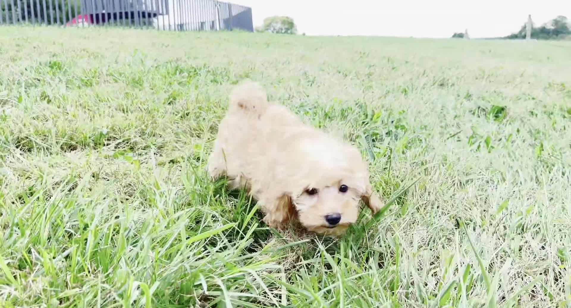 Maltipoo dogs for sale: Sunshine - Video 1