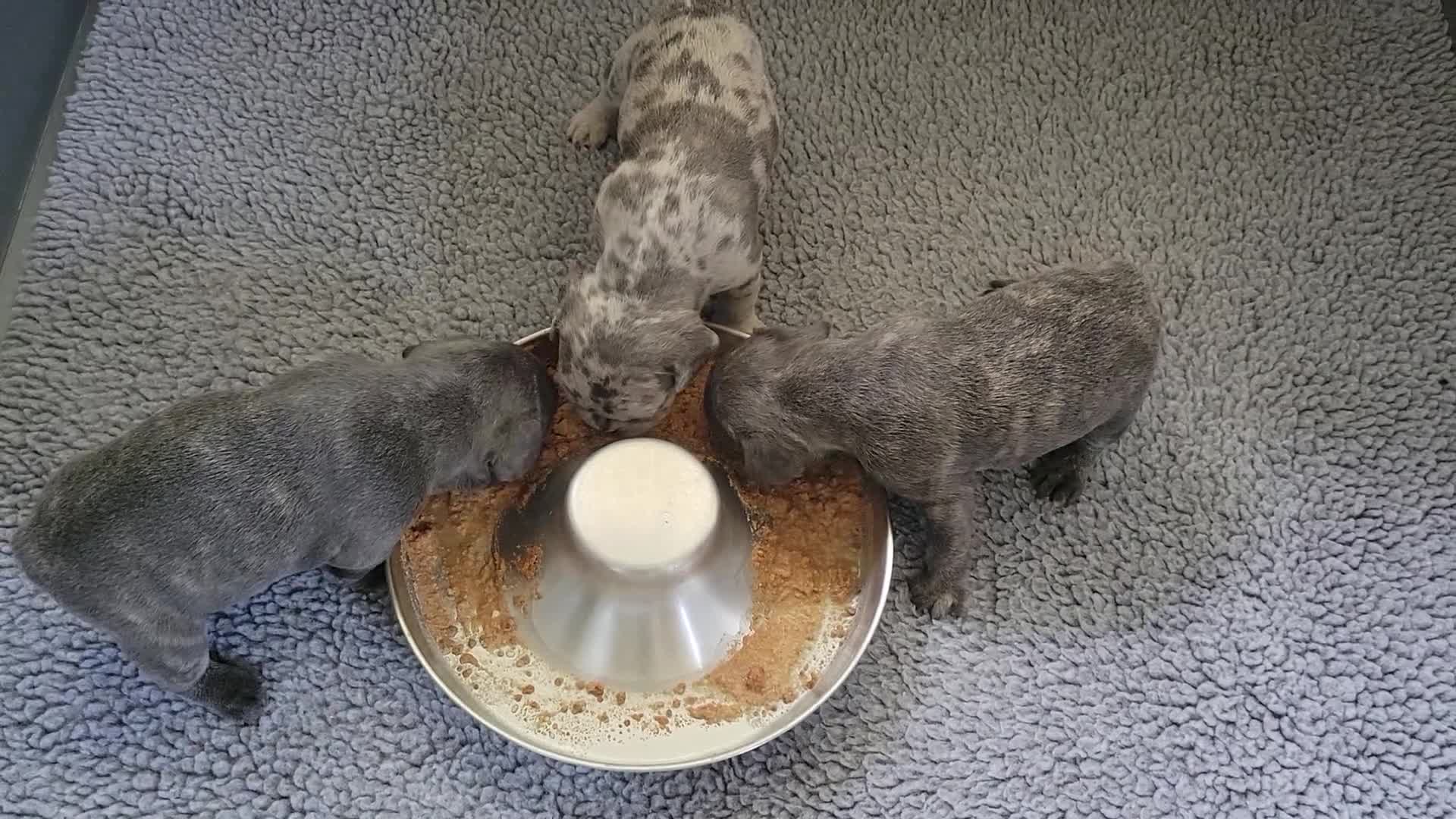 French Bulldog dogs for sale: James - Video 1