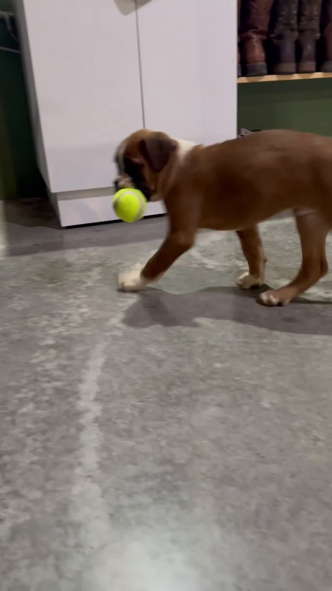 Boxer dogs for sale: Hank - Video 1