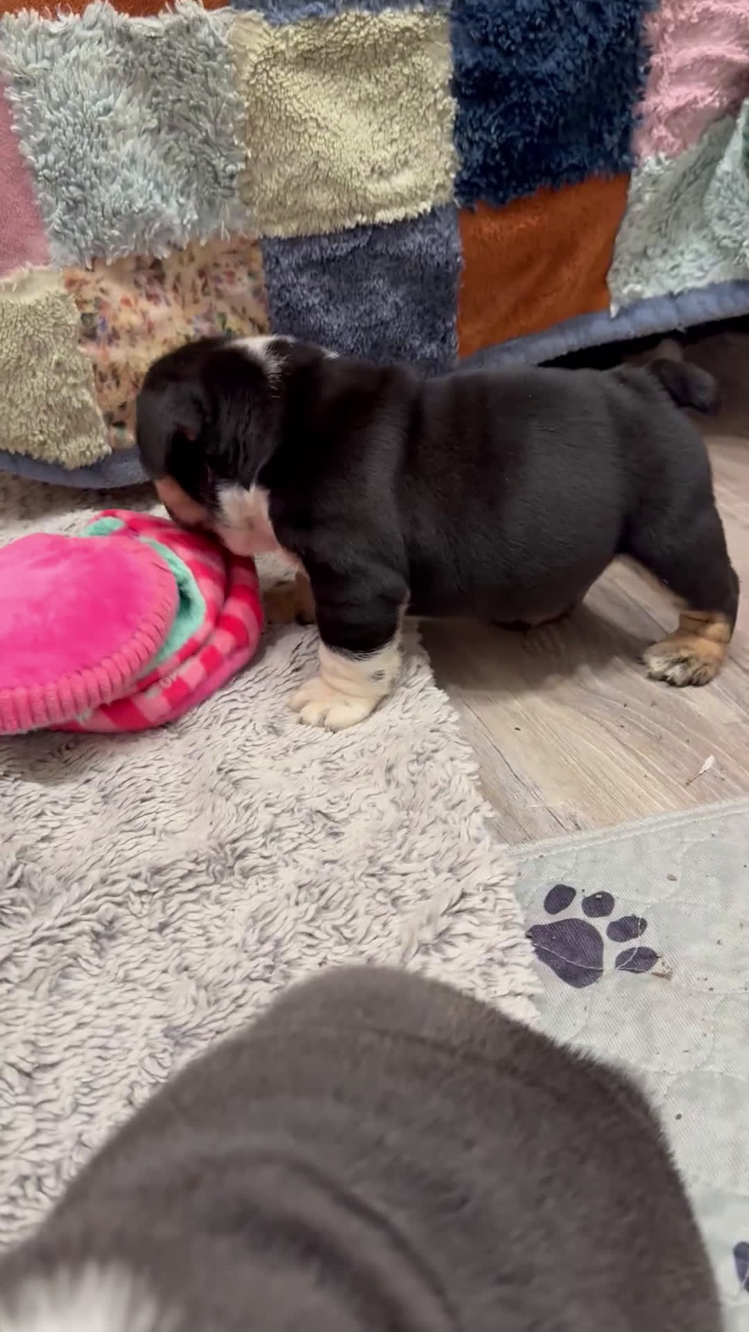 English Bulldog dogs for sale: Charmer - Video 1