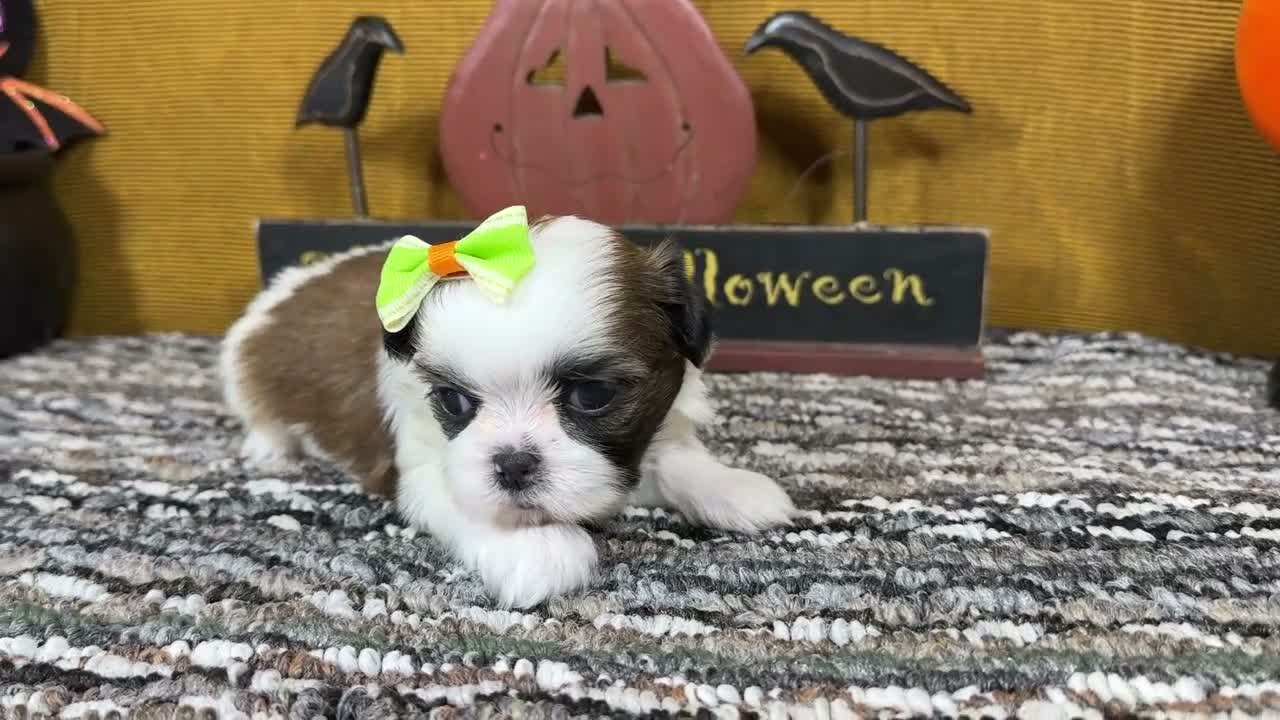 Shih Tzu dogs for sale: Shih Tzu 2 - Video 1