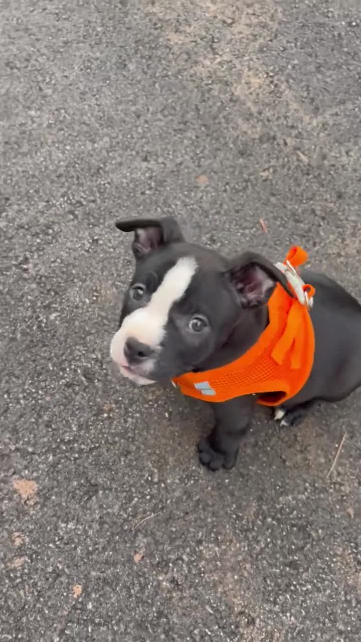 American Bully dogs for sale: Chanel - Video 1