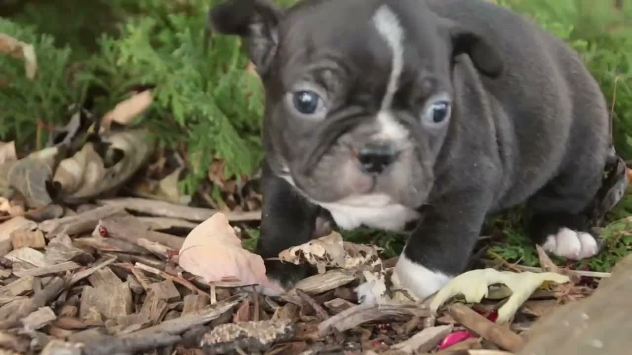 Boston Terrier dogs for sale: Carol Boston Terrier  - Video 1