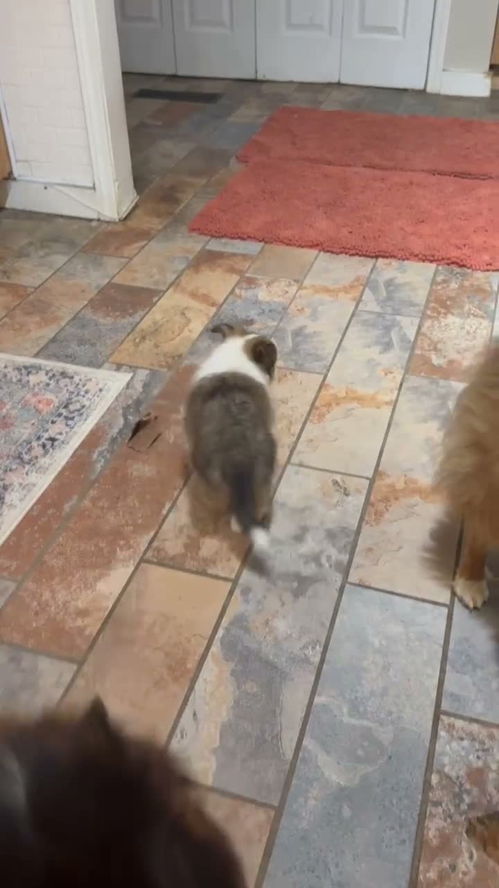 Shetland Sheepdog dogs for sale: Shetland Sheepdog 2 - Video 1