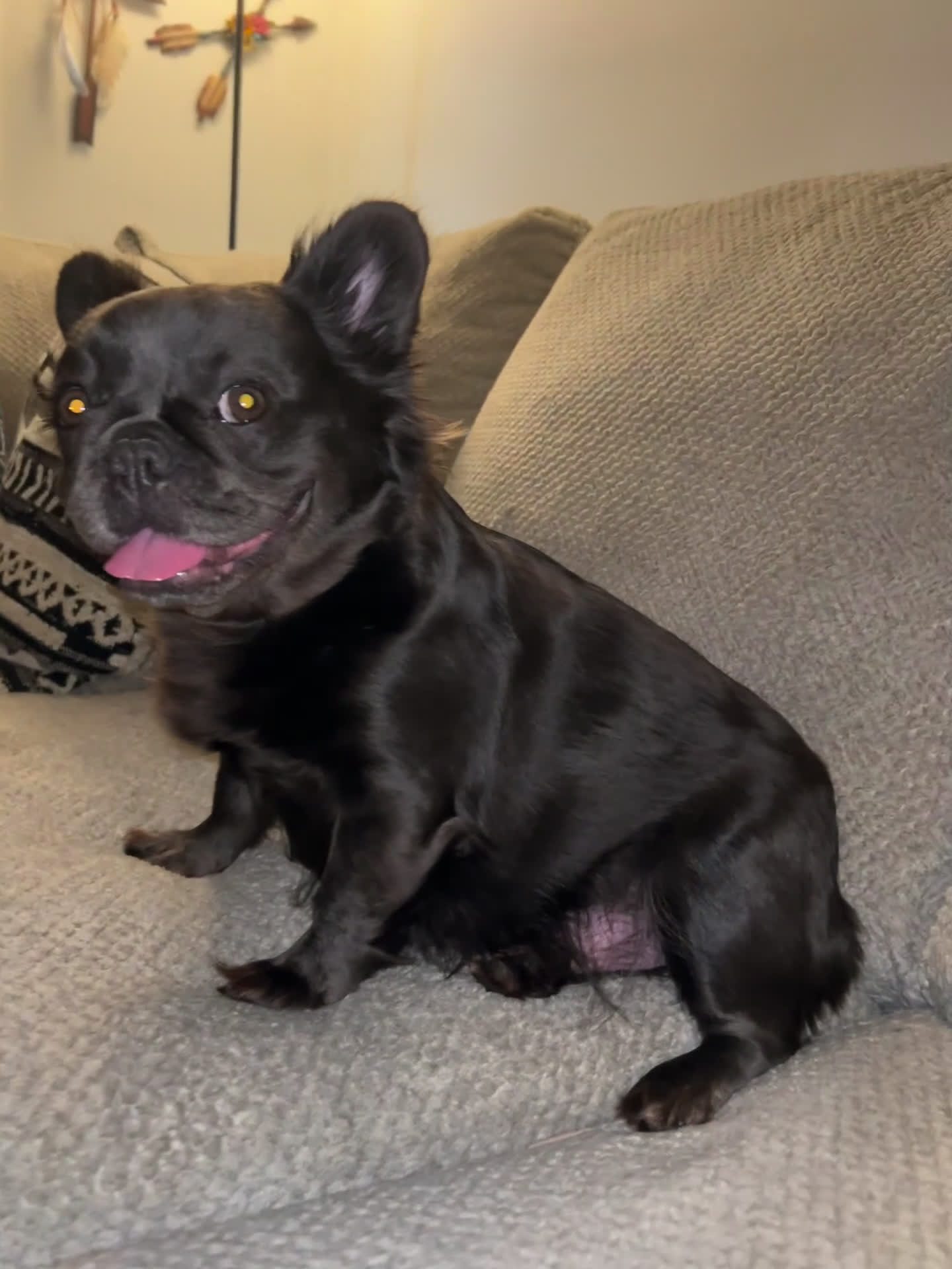 French Bulldog dogs for sale: French Bulldog Puppy 1 - Video 1