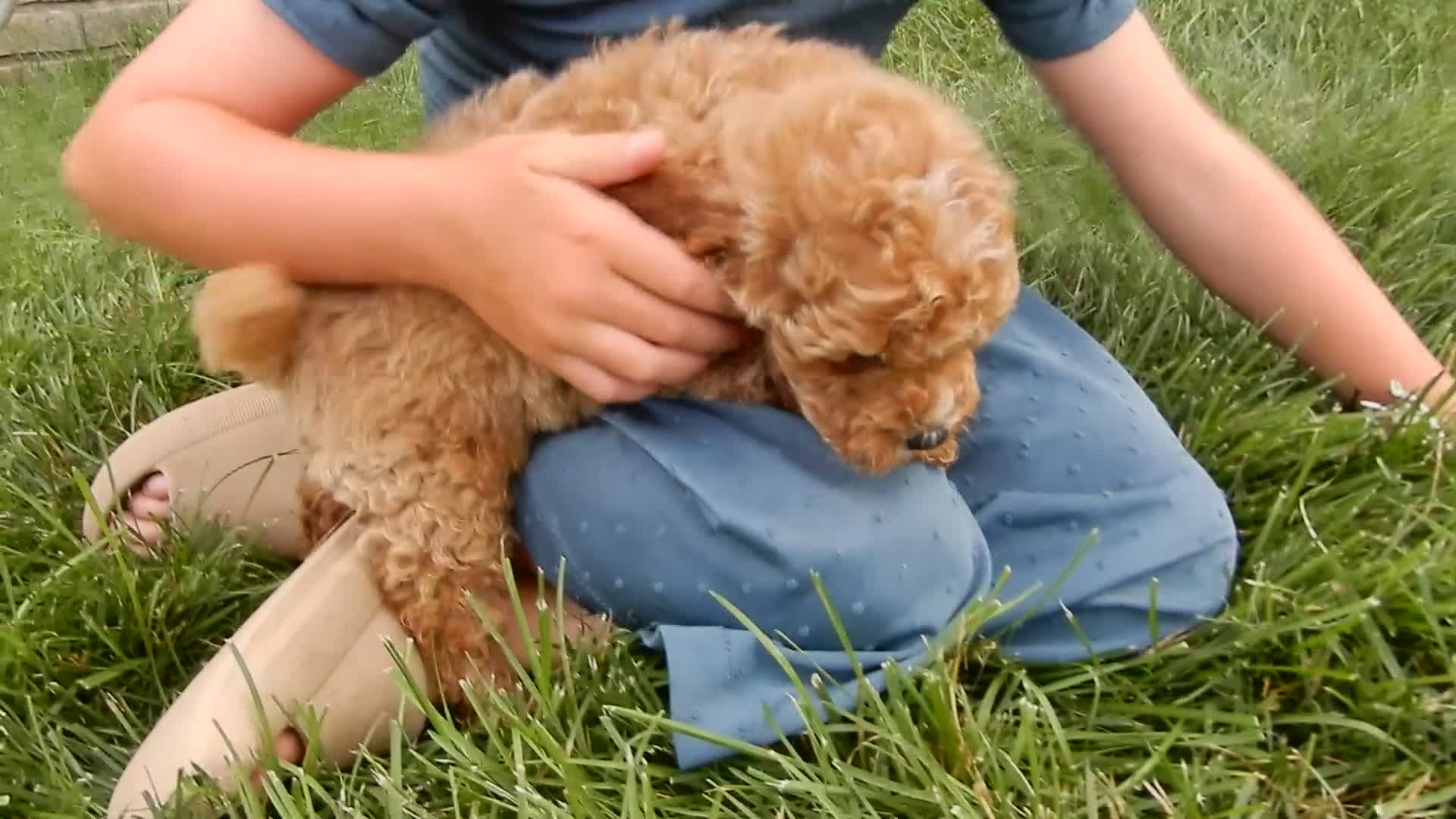 Cavapoo dogs for sale: Miles - Video 2
